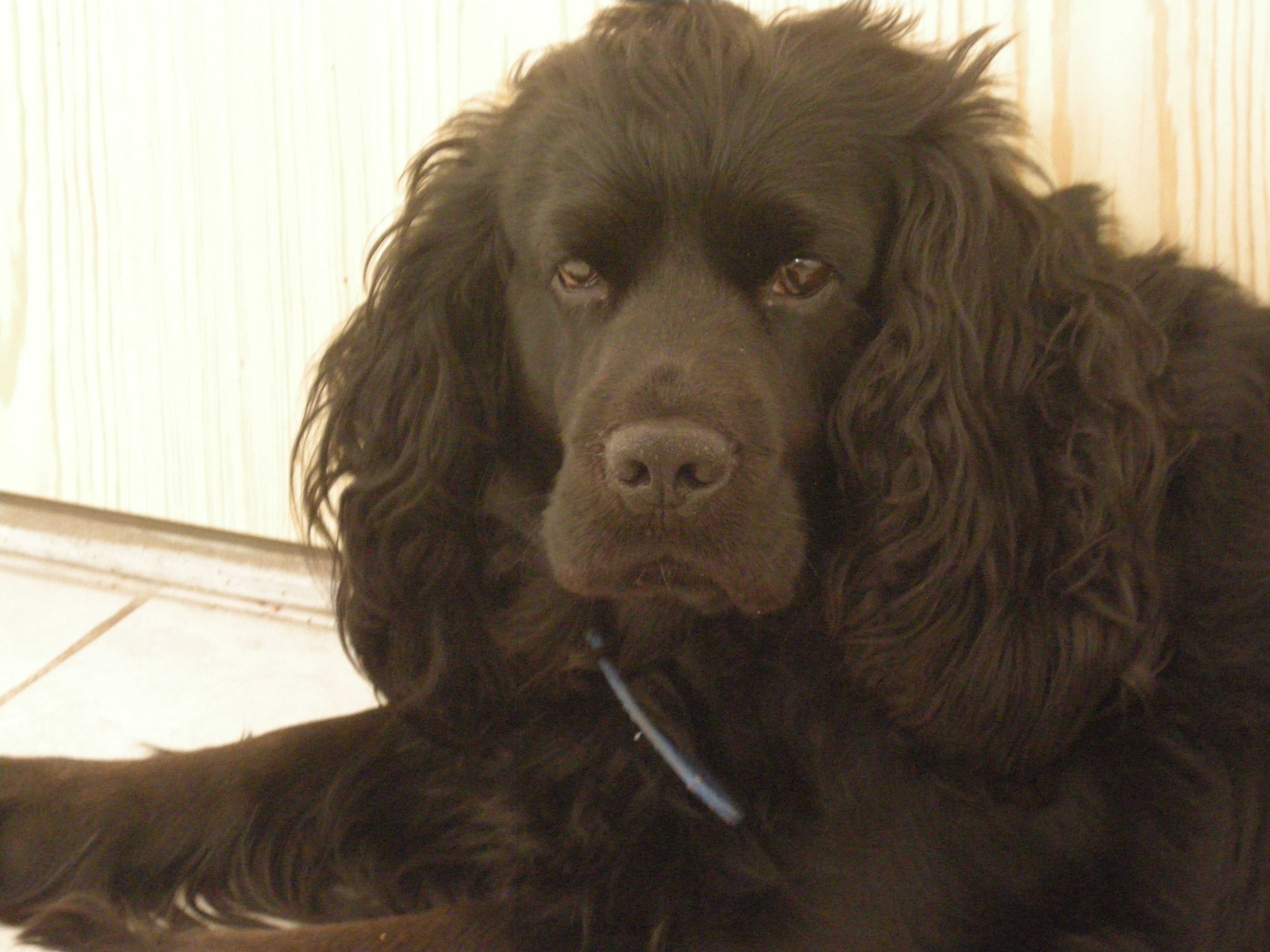 My Name Blacky